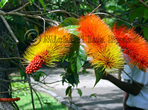 Bottle Brush type Flowers St Vincent Botanical Gardens